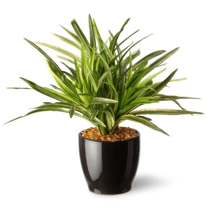 Artificial Plants - Faux Big Dracaena Bonsai (27 cms) - White