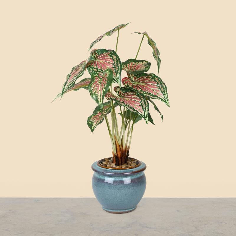 Buy Faux Caladium Bonsai In Ceramic Pot (59 cms) - Turquoise Artificial Plants from Vaaree