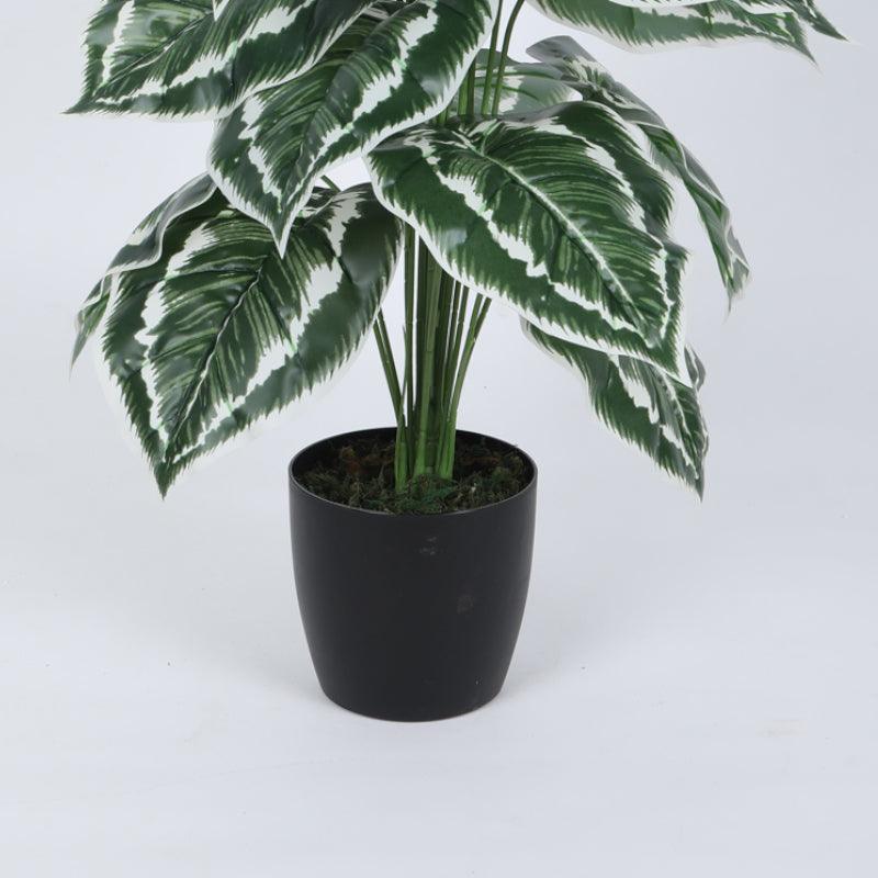 Artificial Plants - Faux Calatheas Cathedral Plant With Pot - 2.13 ft