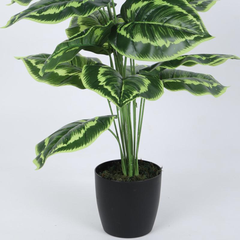 Buy Faux Calatheas Silk Plant With Pot - 2.13 ft Artificial Plants from Vaaree