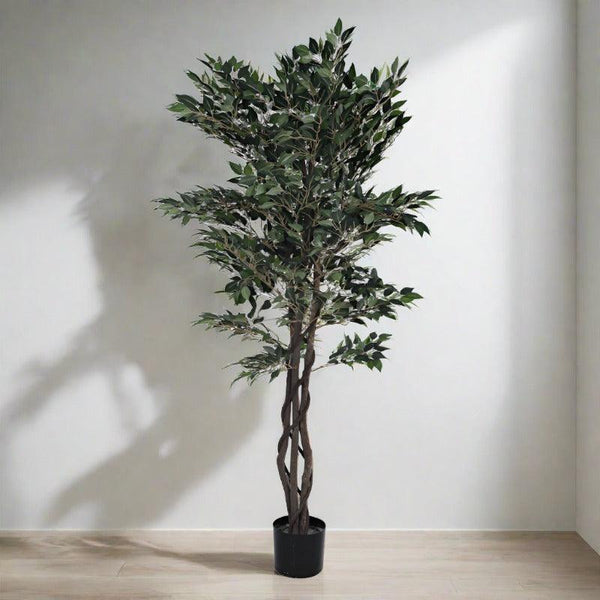 Artificial Plants - Faux Cape Ficus Plant With Pot - 5.25 ft