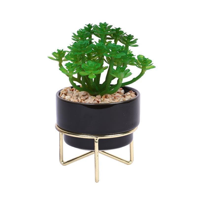 Artificial Plants - Faux Crassula In Ceramic Pot With Stand - 13.5 cms