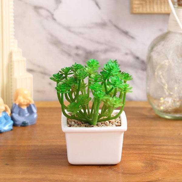 Artificial Plants - Faux Crassula In White Pot - 14.5 cms