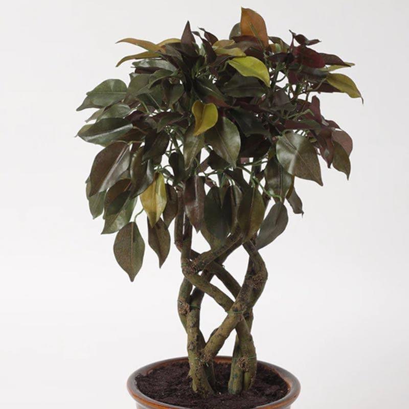 Artificial Plants - Faux Creeper Ficus Bonsai (41 cms) - Green & Red