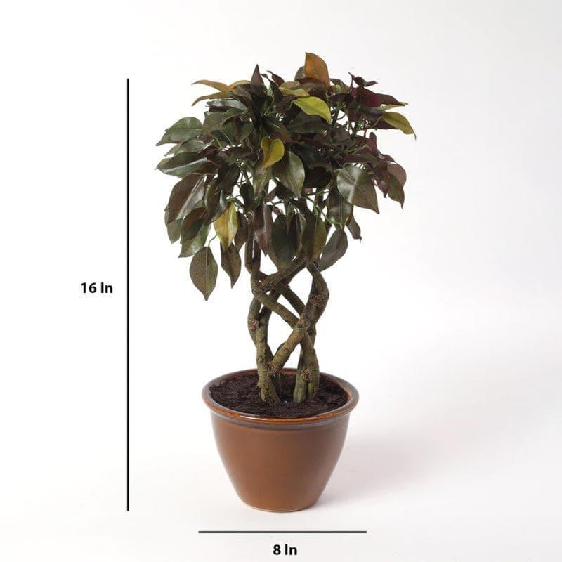 Buy Faux Creeper Ficus Bonsai (41 cms) - Green & Red Artificial Plants from Vaaree