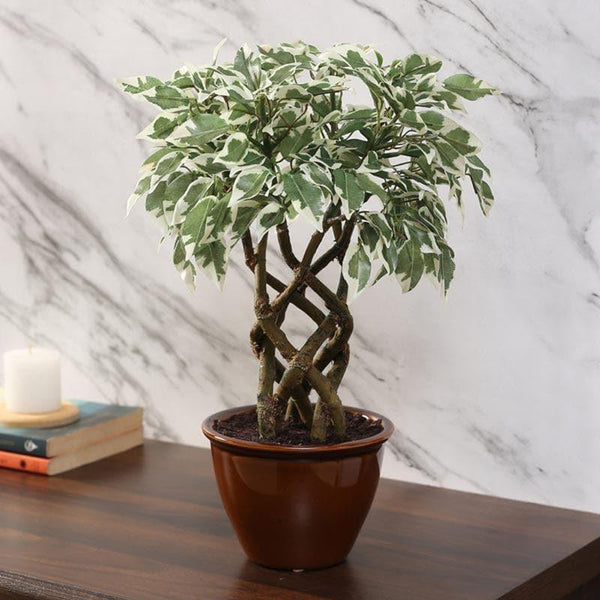 Artificial Plants - Faux Creeper Ficus Bonsai (41 cms) - Green & White