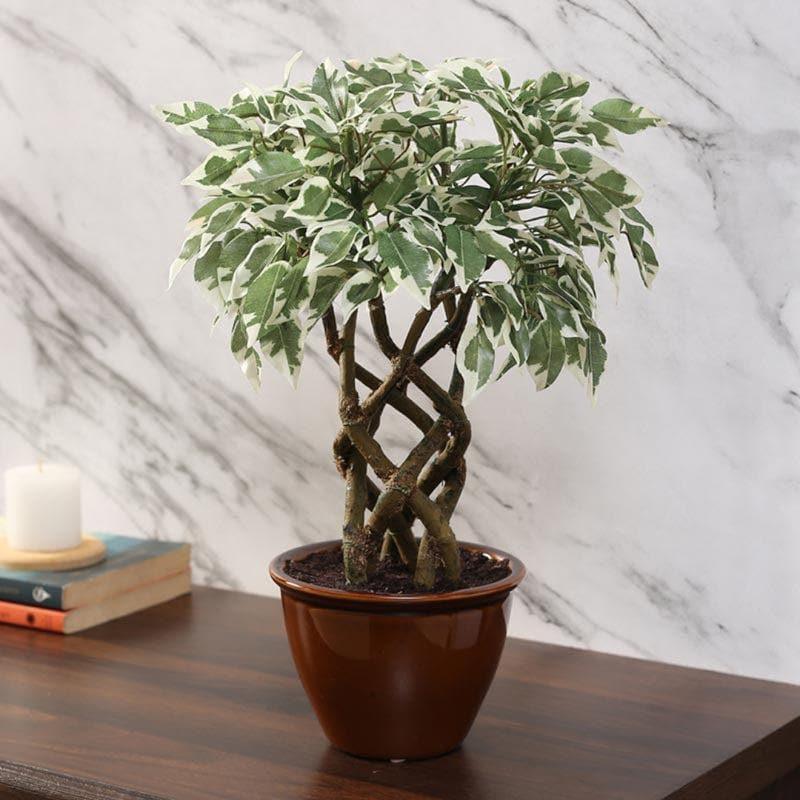 Buy Faux Creeper Ficus Bonsai (41 cms) - Green & White Artificial Plants from Vaaree