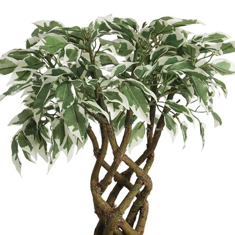 Artificial Plants - Faux Creeper Ficus Bonsai (41 cms) - Green & White