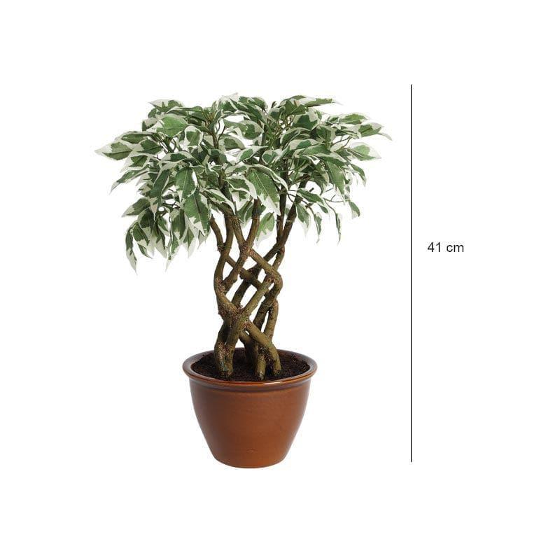 Buy Faux Creeper Ficus Bonsai (41 cms) - Green & White Artificial Plants from Vaaree