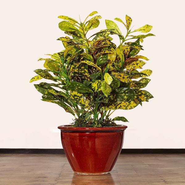 Artificial Plants - Faux Croton Bonsai In Ceramic Pot (28 cms) - Yellow