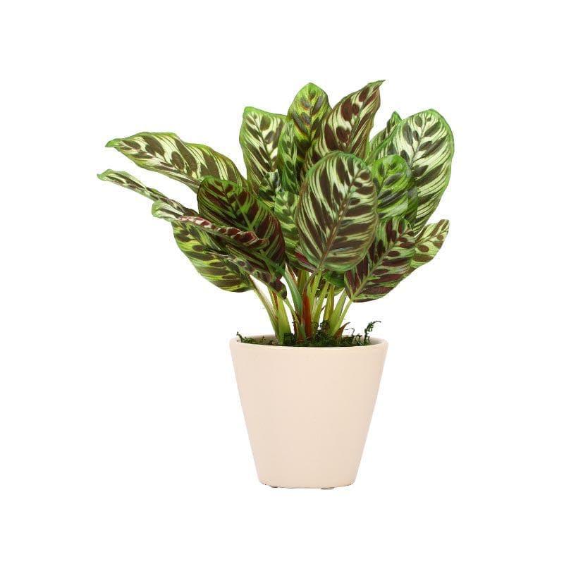 Buy Faux Dieffenbachia Bonsai In Ceramic Pot (26 cms) - Brown Green Artificial Plants from Vaaree