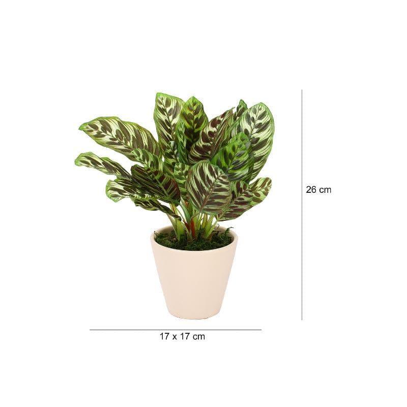 Buy Faux Dieffenbachia Bonsai In Ceramic Pot (26 cms) - Brown Green Artificial Plants from Vaaree