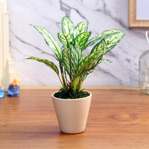 Artificial Plants - Faux Dieffenbachia Bonsai In Ceramic Pot (26 cms) - Light Green