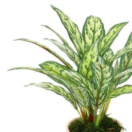 Artificial Plants - Faux Dieffenbachia Bonsai In Ceramic Pot (26 cms) - Light Green