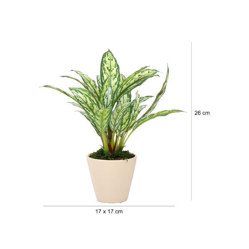 Artificial Plants - Faux Dieffenbachia Bonsai In Ceramic Pot (26 cms) - Light Green