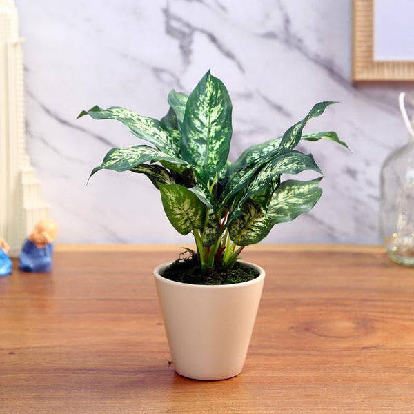 Artificial Plants - Faux Dieffenbachia Bonsai In Ceramic Pot (26 cms) - Patched Green