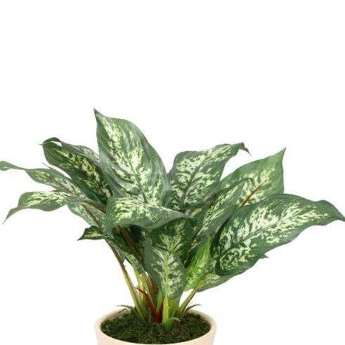 Artificial Plants - Faux Dieffenbachia Bonsai In Ceramic Pot (26 cms) - Patched Green