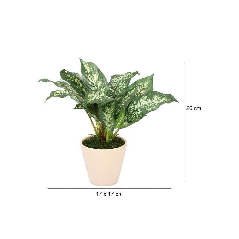 Artificial Plants - Faux Dieffenbachia Bonsai In Ceramic Pot (26 cms) - Patched Green