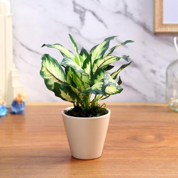 Artificial Plants - Faux Dieffenbachia Bonsai In Ceramic Pot (26 cms) - White Green