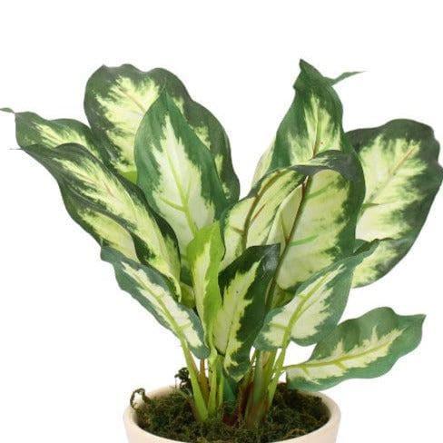 Artificial Plants - Faux Dieffenbachia Bonsai In Ceramic Pot (26 cms) - White Green