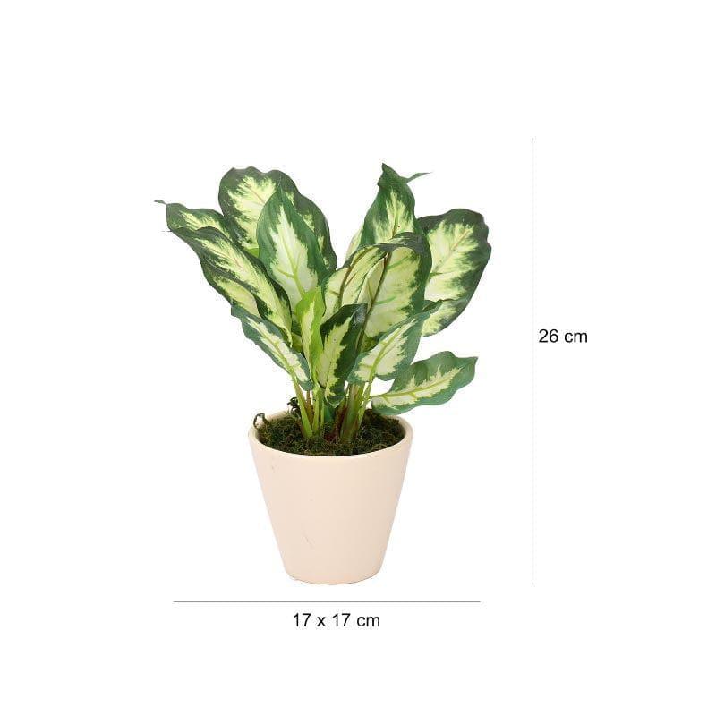 Artificial Plants - Faux Dieffenbachia Bonsai In Ceramic Pot (26 cms) - White Green