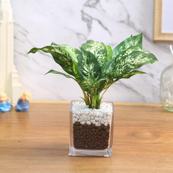 Artificial Plants - Faux Dieffenbachia Bonsai In Glass Pot - 27 cms