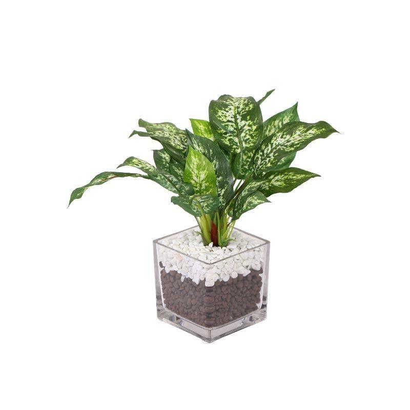 Artificial Plants - Faux Dieffenbachia Bonsai In Glass Pot - 27 cms