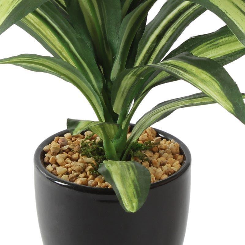 Artificial Plants - Faux Dracaena Bonsai (24 cms) - Green