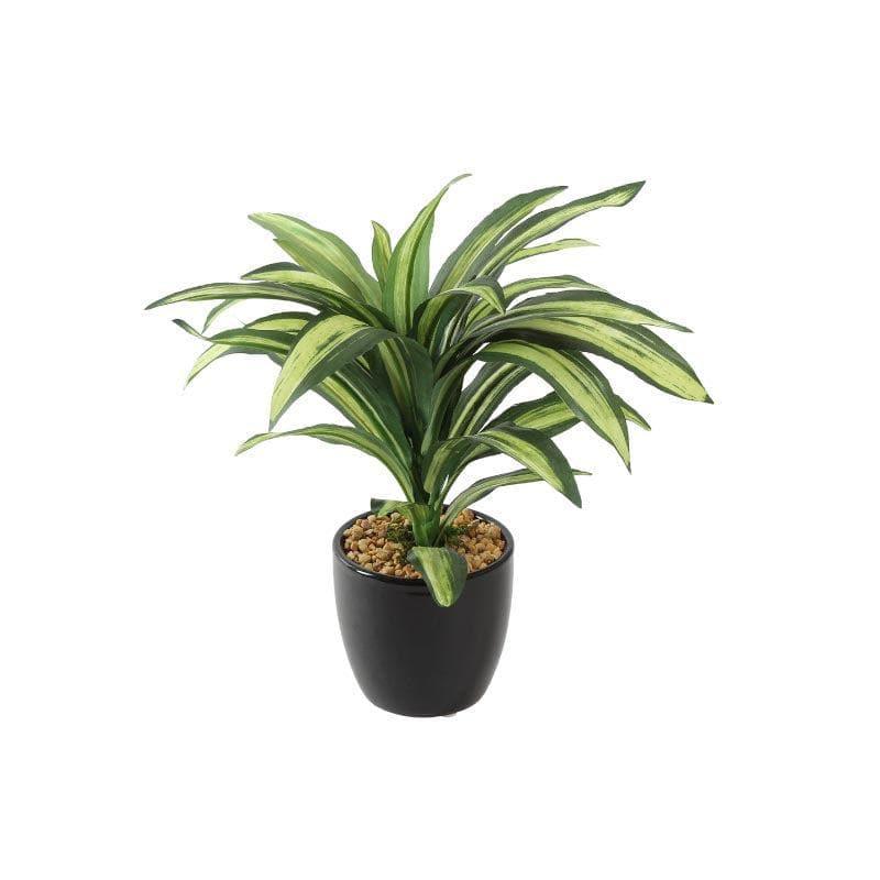 Artificial Plants - Faux Dracaena Bonsai (24 cms) - Green
