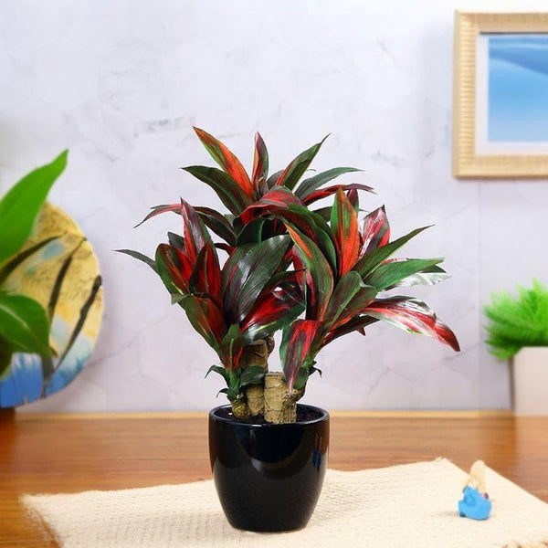 Buy Faux Dracaena Bonsai (35 cms) - Green & Red Artificial Plants from Vaaree