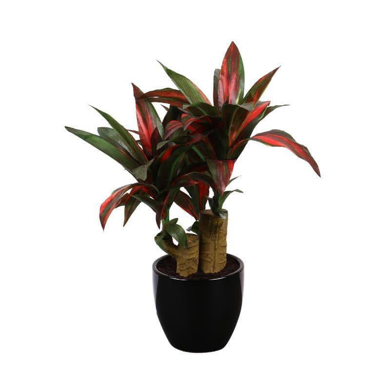 Artificial Plants - Faux Dracaena Bonsai (35 cms) - Green & Red