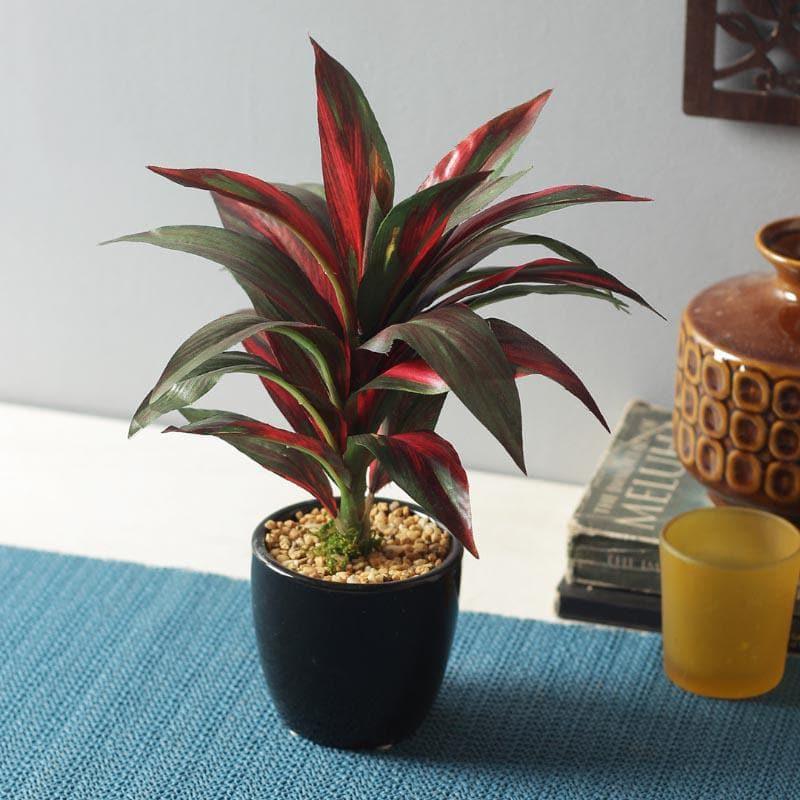 Buy Faux Dracaena Bonsai (24 cms) - Red Artificial Plants from Vaaree