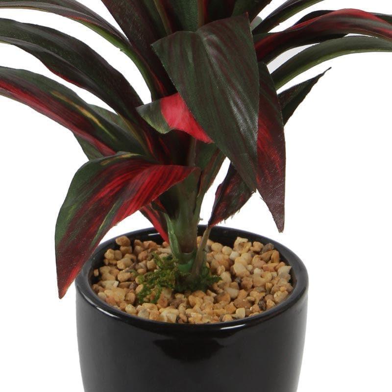 Buy Artificial Plants - Faux Dracaena Bonsai - Red at Vaaree online