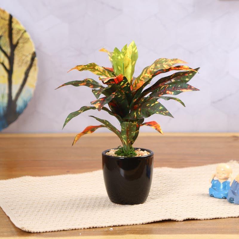 Buy Faux Dracaena Bonsai (24 cms) - Yellow Artificial Plants from Vaaree