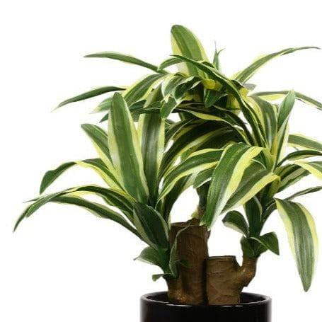 Artificial Plants - Faux Dracaena Bonsai (35 cms) - Yellow & Green