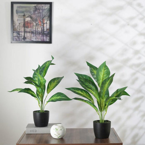 Artificial Plants - Faux Dracaena Plant With Pot (50 cms) - Set Of Two