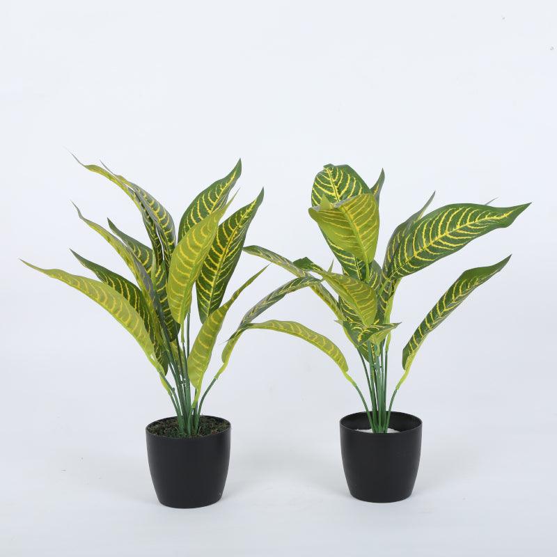 Artificial Plants - Faux Dracaena Plant With Pot (50 cms) - Set Of Two