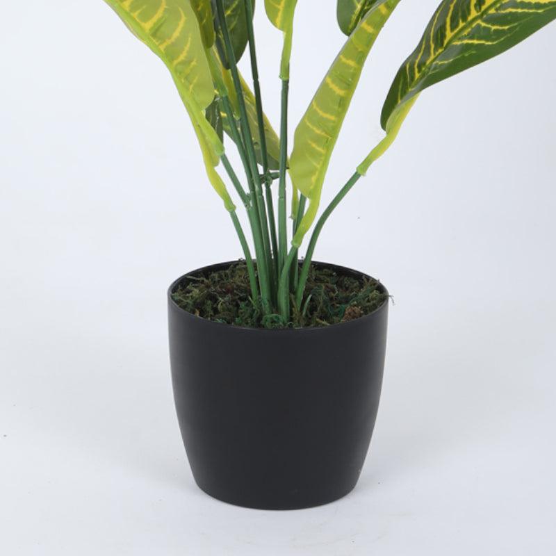 Artificial Plants - Faux Dracaena Plant With Pot (50 cms) - Set Of Two