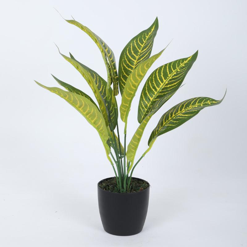 Artificial Plants - Faux Dracaena Plant With Pot (50 cms) - Set Of Two