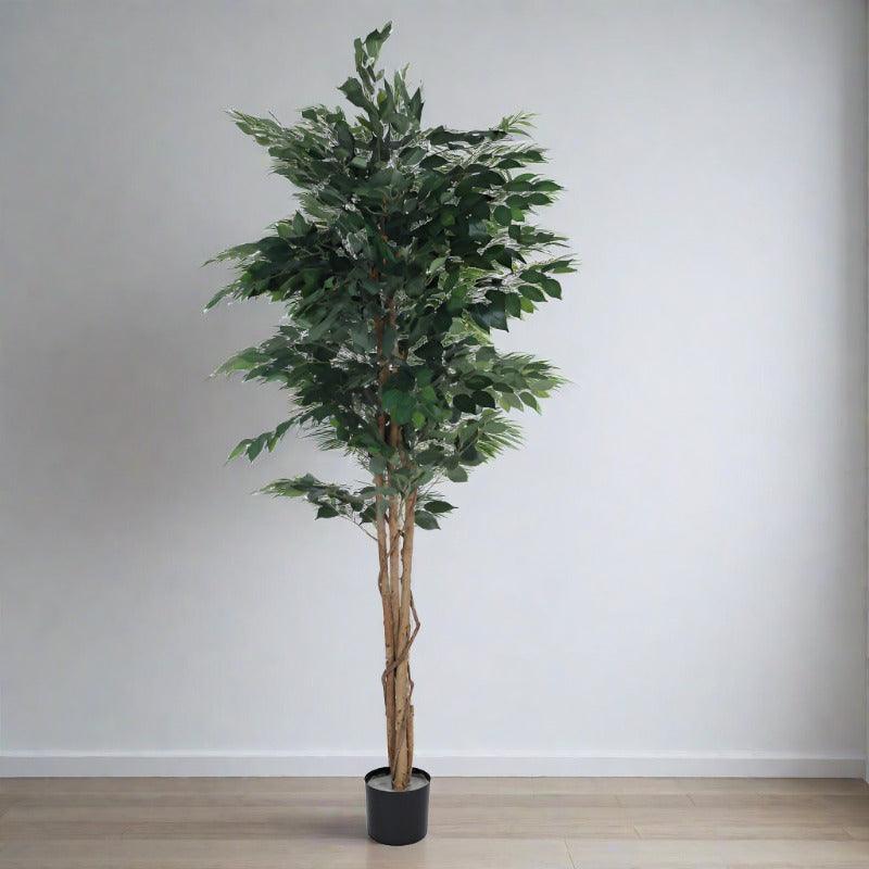 Buy Faux Evergreen Ficus Plant with Pot - 5.91 ft Artificial Plants from Vaaree