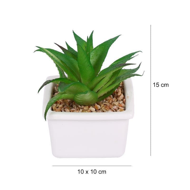 Artificial Plants - Faux Fasciated Haworthia In White Pot - 13 cms