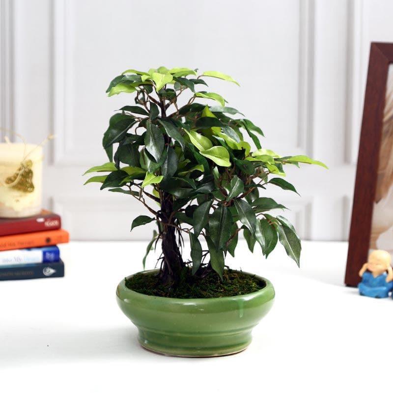 Buy Faux Ficus Bonsai In Bubble Pot (29 cms) - Green Artificial Plants from Vaaree