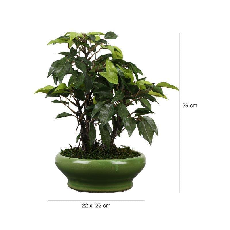 Artificial Plants - Faux Ficus Bonsai In Bubble Pot (29 cms) - Green