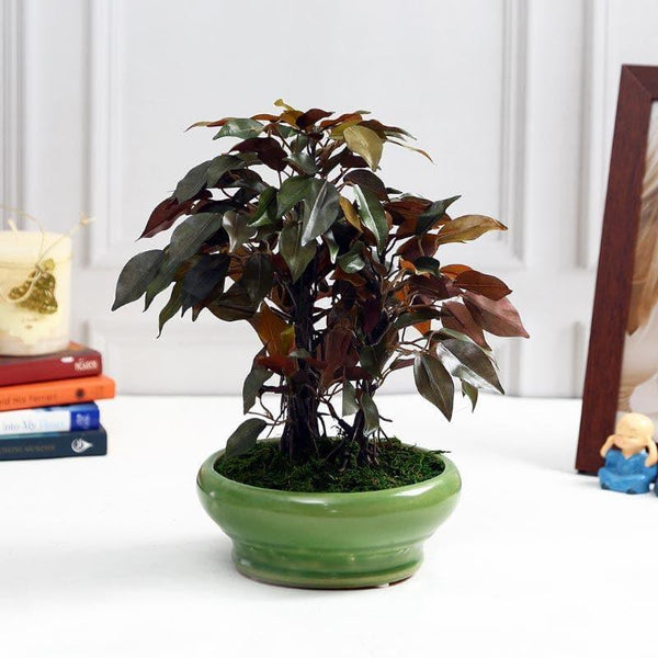 Artificial Plants - Faux Ficus Bonsai In Bubble Pot (29 cms) - Green & Red