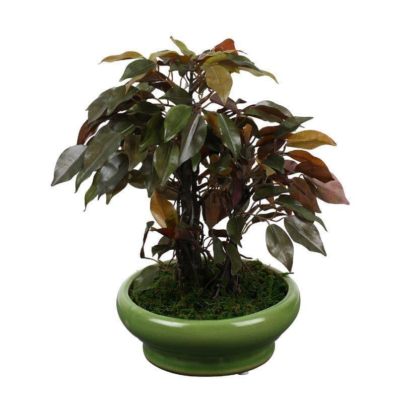 Artificial Plants - Faux Ficus Bonsai In Bubble Pot (29 cms) - Green & Red