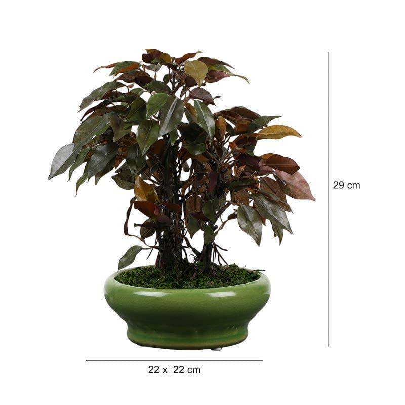 Artificial Plants - Faux Ficus Bonsai In Bubble Pot (29 cms) - Green & Red