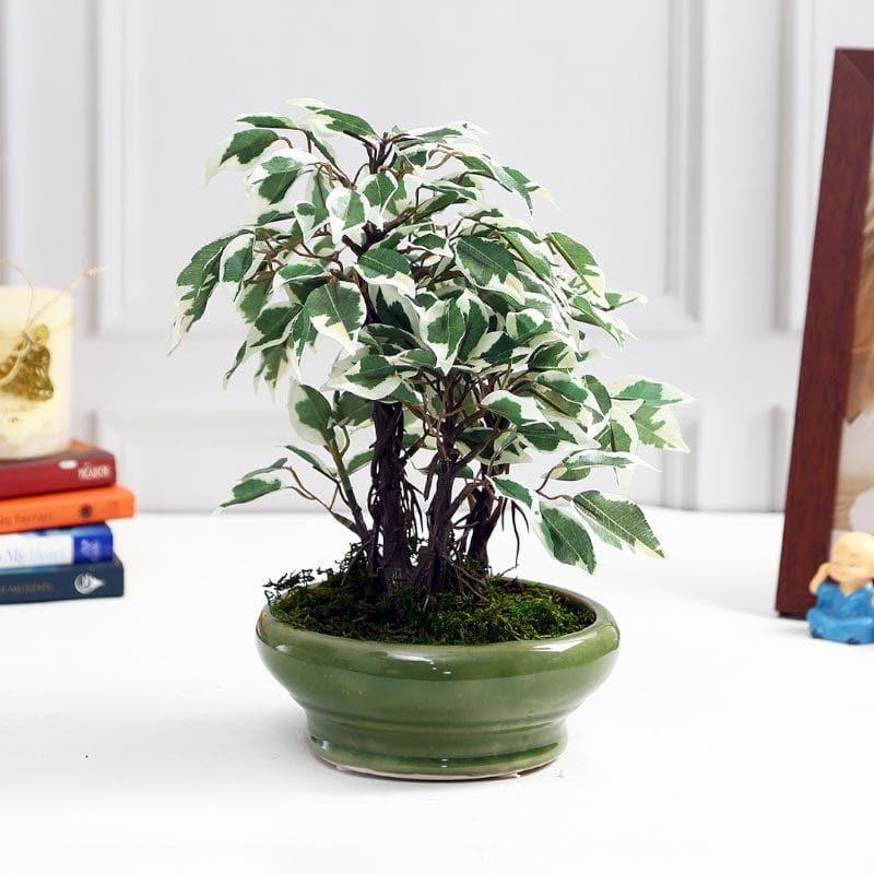 Buy Faux Ficus Bonsai In Bubble Pot (29 cms) - Green & White Artificial Plants from Vaaree