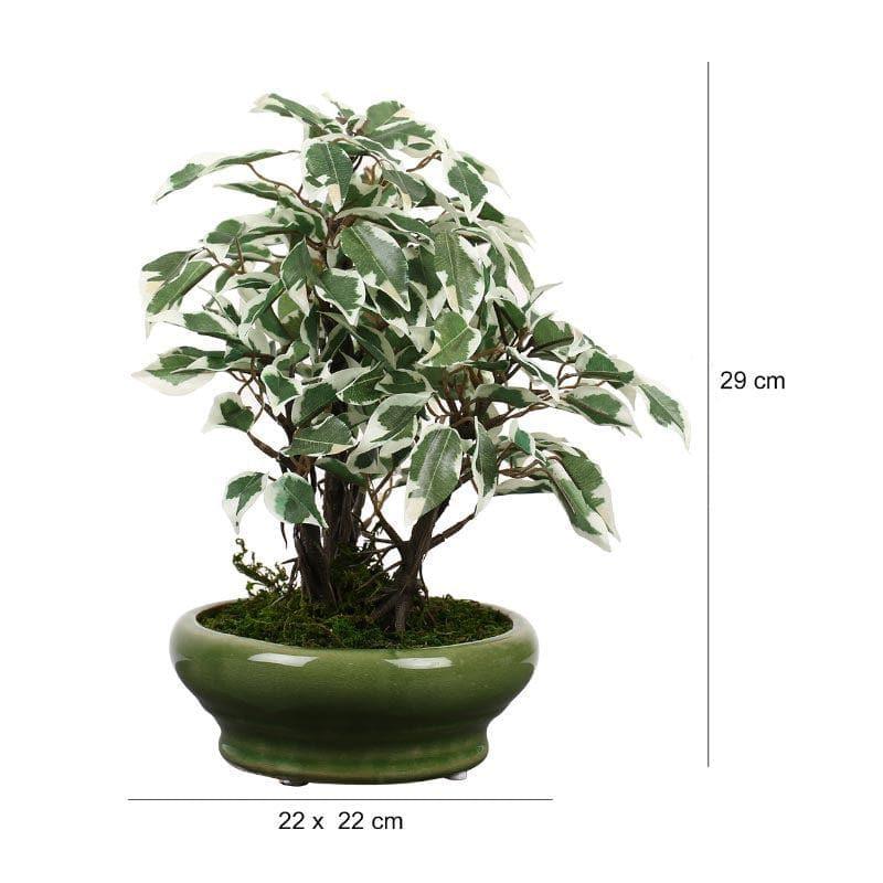 Artificial Plants - Faux Ficus Bonsai In Bubble Pot (29 cms) - Green & White