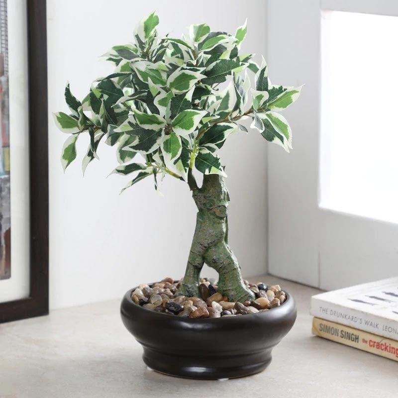 Artificial Plants - Faux Ficus Bonsai In Ceramic Pot (32 cms) - Green & White