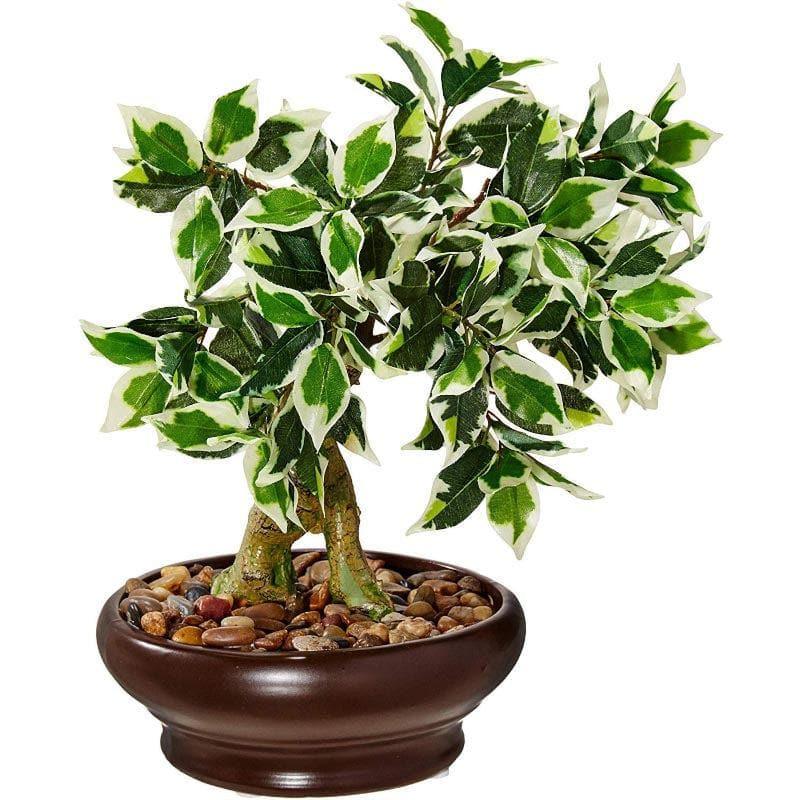 Artificial Plants - Faux Ficus Bonsai In Ceramic Pot (32 cms) - Green & White